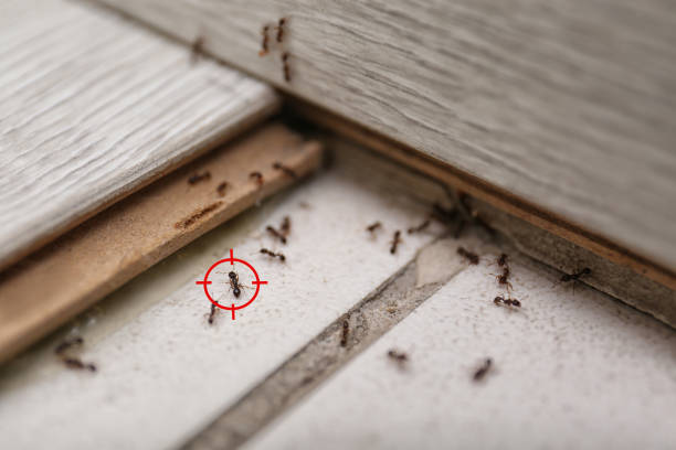 Best Pest Inspection Near Me  in Pea Ridge, AR