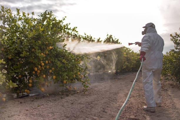 Best Pest Removal Services  in Pea Ridge, AR